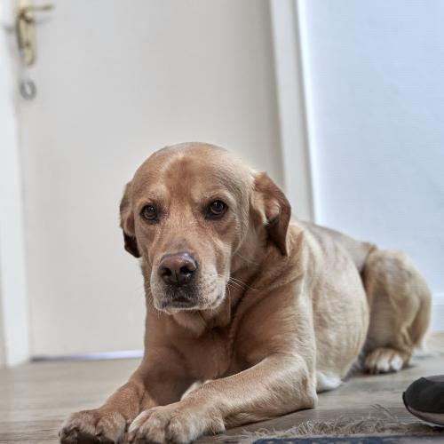 Balu (2022). In Erwartung. Könnte ja sein, dass ich im nächsten Augenblick die Leine in die Hand nehme und mit ihm rausgehe. Dazu ist er immer bereit. <br><sub>(03.04.2022, Sony A7R4, 50 mm, f/3,2, 1/125, ISO 3.200)</sub>
