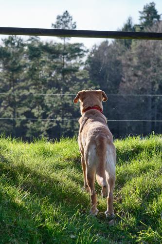 Balu (2022). Draußen im Grünen. <br><sub>(29.06.2022, Fujifilm G100S, 80 mm, f/5,6, 1/200, ISO 200)</sub>