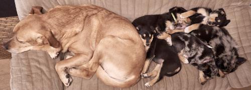 Balu (2022). Aus seinem Sofa. Die zweite Generation der Cogolas hat sich geschlossen der zweite Hälfte des Sofas bemächtigt. Kuscheln mit Papa geht immer. <br><sub>(26.04.2022, Sony A7R4, 24 mm, f/3,5, 1/40, ISO 3.200)</sub>