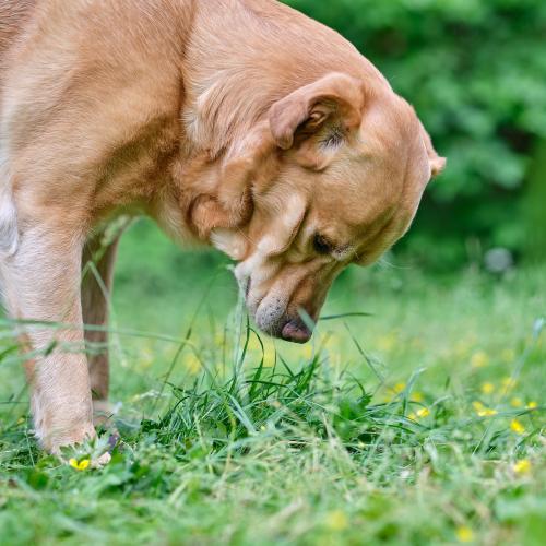 Balu (2022). Da unten krabbelt was. Das erfordert eine intensive Begutachtung. <br><sub>(18.06.2022, Fujifilm G100S, 80 mm, f/2,8, 1/250, ISO 250)</sub>