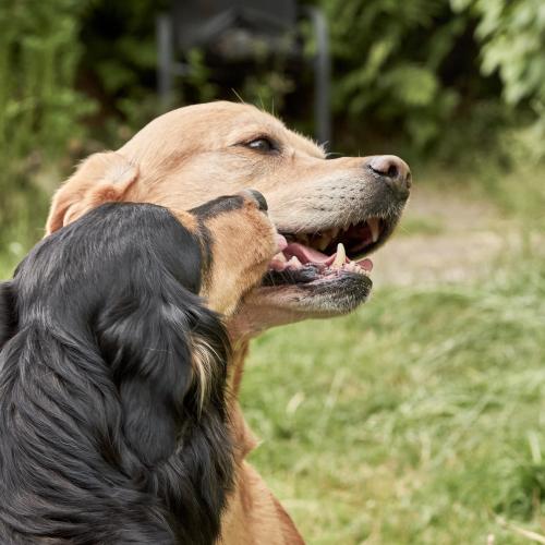 Balu (2022). Balus größter Fan: Baghira. Mnachmal ist Balu von diesen intensiven Annäherungsversuchen genervt und zeigt das dann auch sehr deutlich. <br><sub>(29.06.2022, Sony A7R4, 95 mm, f/8, 1/125, ISO 800)</sub>